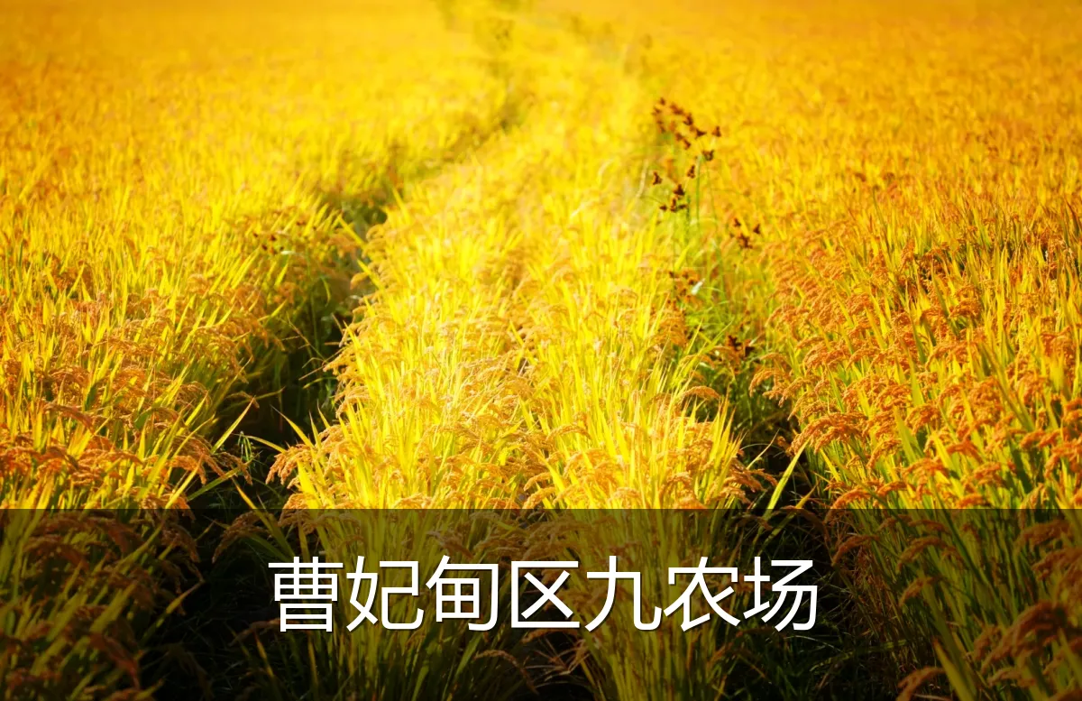 曹妃甸区九农场