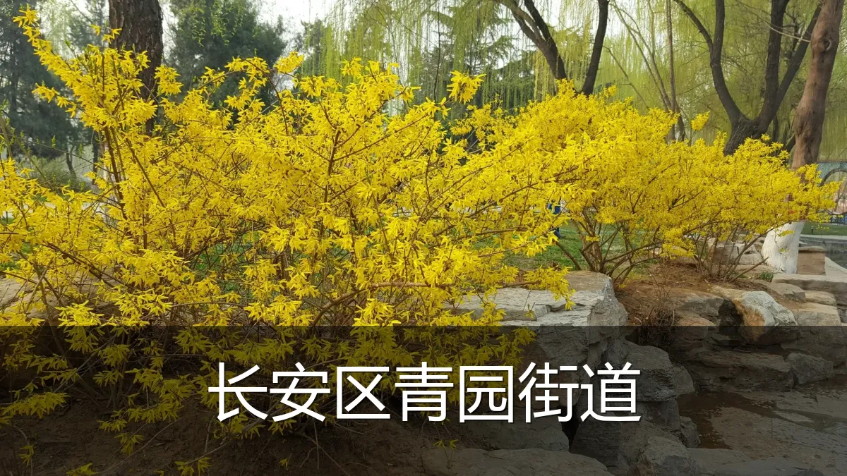长安区青园街道