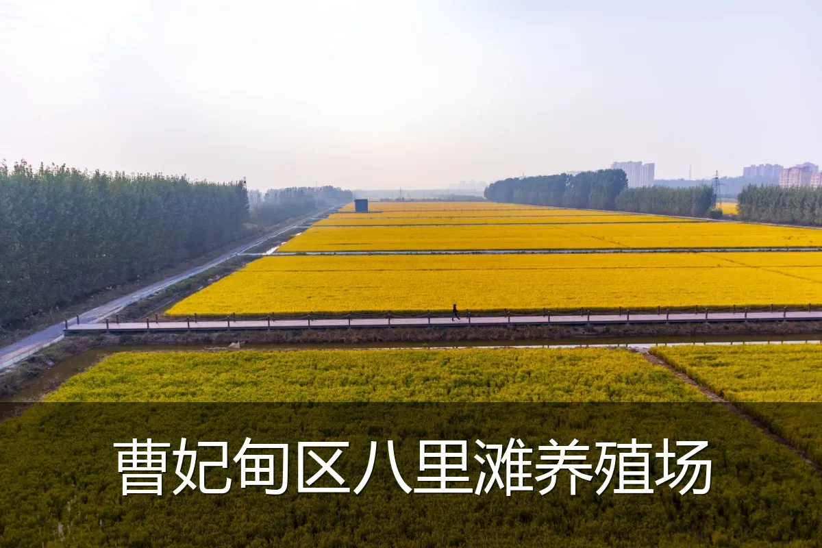 曹妃甸区八里滩养殖场
